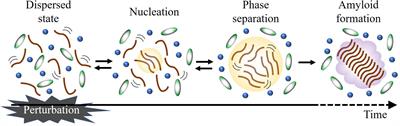 A Time-Resolved Diffusion Technique for Detection of the Conformational Changes and Molecular Assembly/Disassembly Processes of Biomolecules